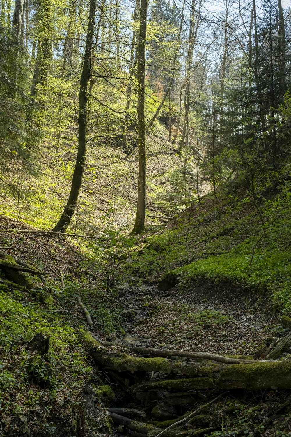 green trees on forest during daytime