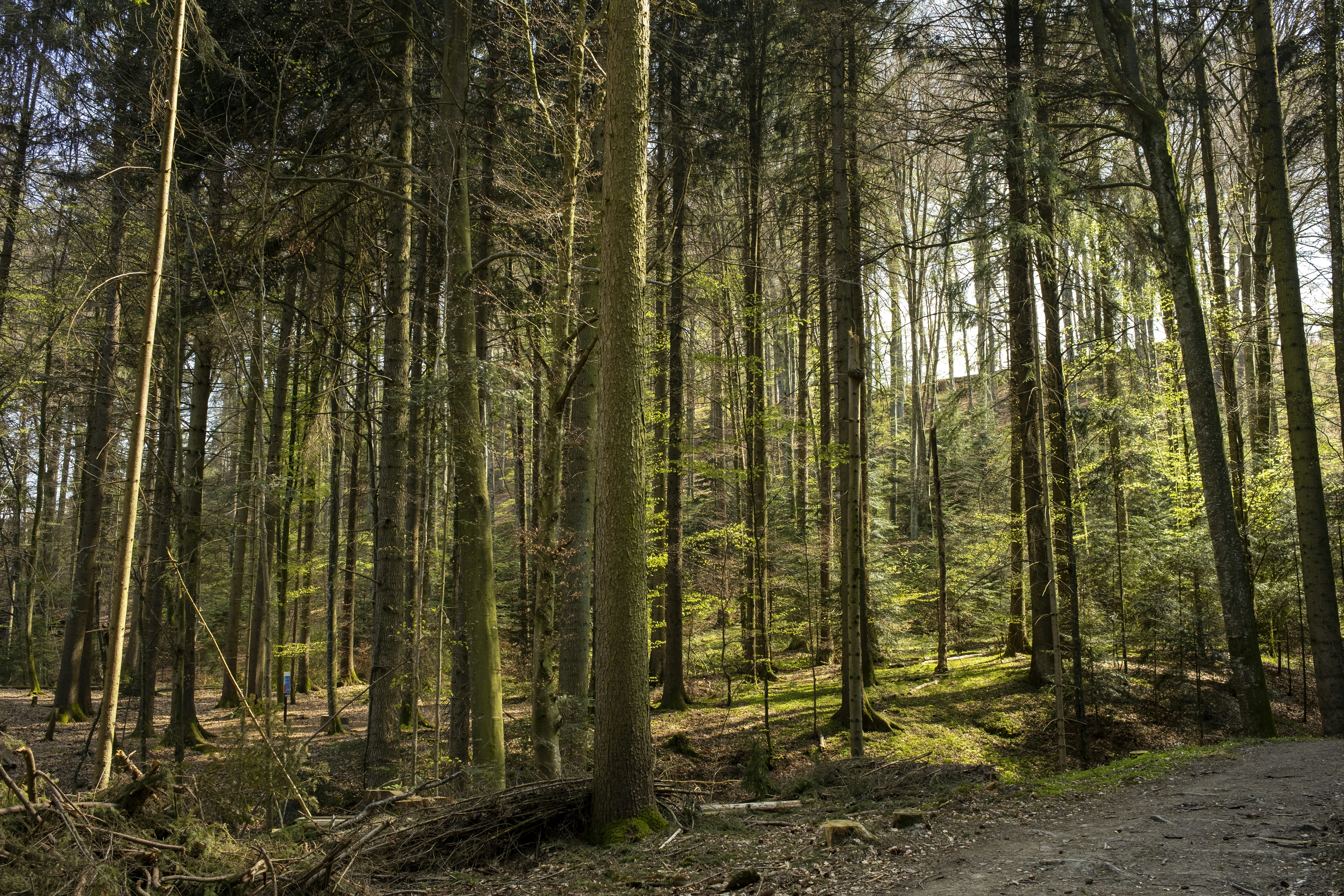 green trees on brown soil