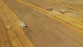 Three combine harvesters are working in a vast open field, harvesting grain. The machines are aligned in parallel, moving in a straight line, leaving trails of harvested crop and dust behind them. The field stretches far, exhibiting various shades of golden brown and green vegetation, indicating the crop's maturity.