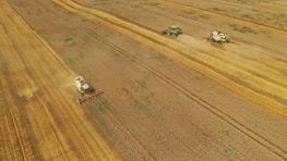 Three combine harvesters are working in a vast open field, harvesting grain. The machines are aligned in parallel, moving in a straight line, leaving trails of harvested crop and dust behind them. The field stretches far, exhibiting various shades of golden brown and green vegetation, indicating the crop's maturity.