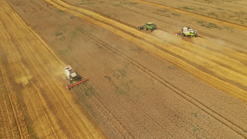 Three combine harvesters are working in a vast open field, harvesting grain. The machines are aligned in parallel, moving in a straight line, leaving trails of harvested crop and dust behind them. The field stretches far, exhibiting various shades of golden brown and green vegetation, indicating the crop's maturity.