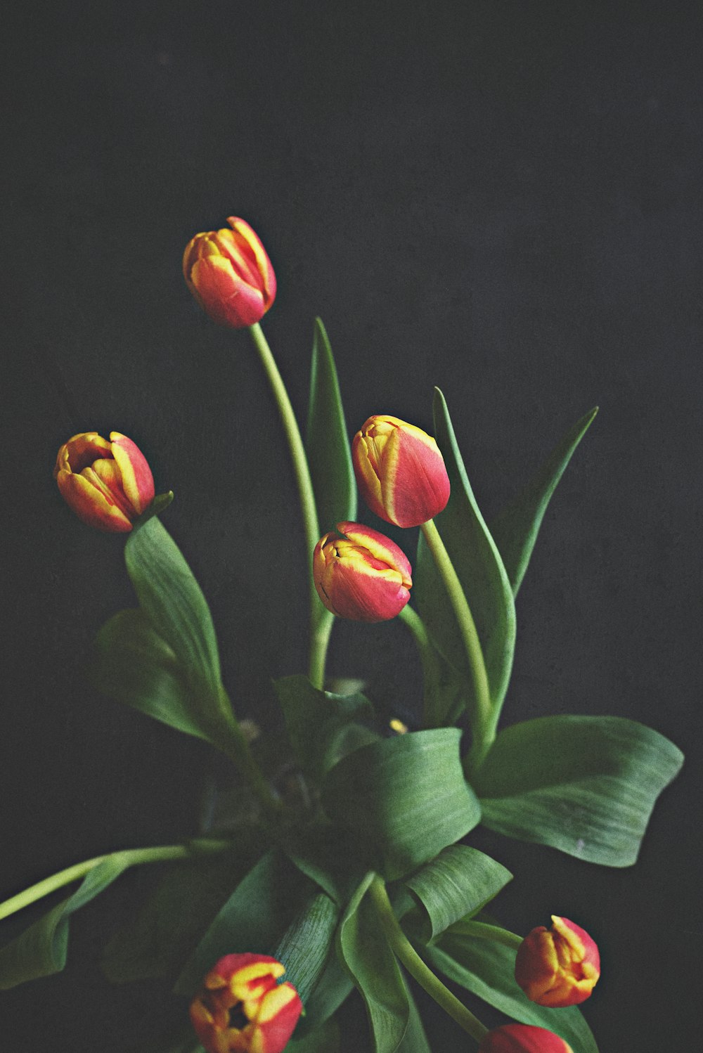 red and yellow tulips in bloom