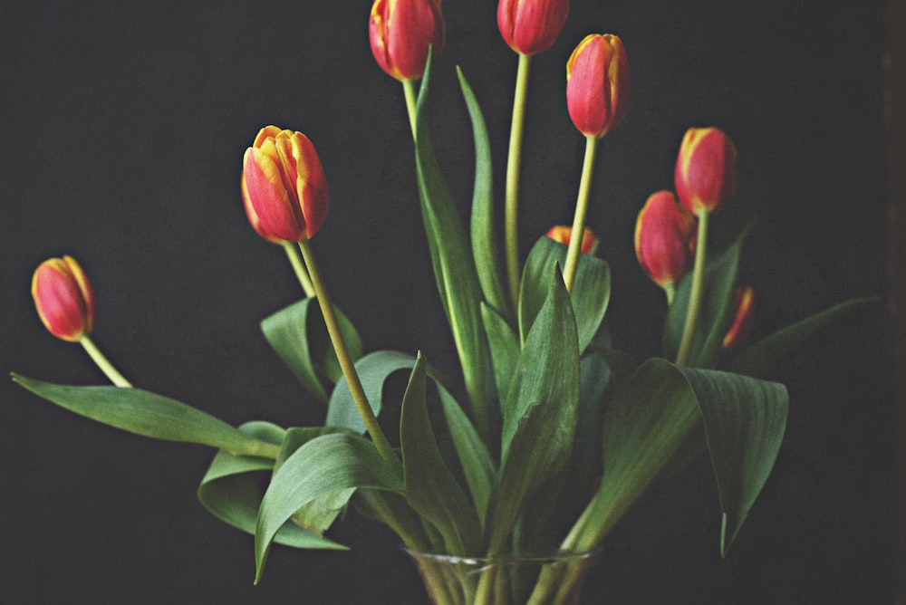 red tulips in clear glass vase