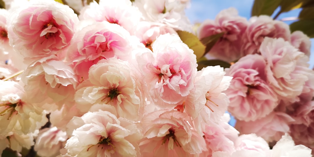 white and pink flower in macro shot