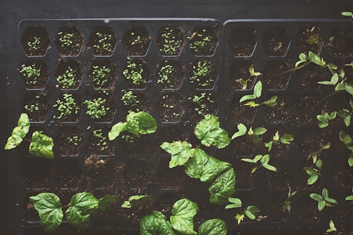 A tray filled with small sections of soil, each containing sprouting plants and seedlings. The tender green leaves and young shoots create a sense of growth and nurturing.