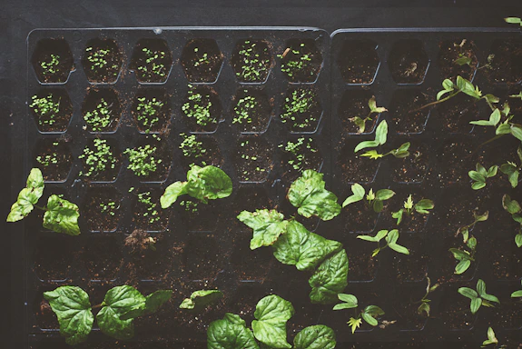 A tray filled with small sections of soil, each containing sprouting plants and seedlings. The tender green leaves and young shoots create a sense of growth and nurturing.