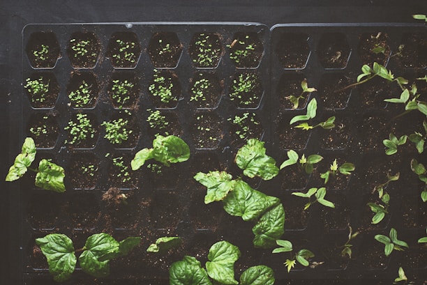 A tray filled with small sections of soil, each containing sprouting plants and seedlings. The tender green leaves and young shoots create a sense of growth and nurturing.