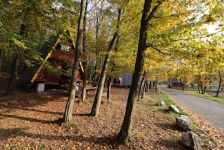 A serene forest scene with an A-frame cabin nestled among tall trees. The cabin is a rustic red with yellow accents, elevated on small stilts. The ground is carpeted with fallen autumn leaves, and a paved path winds its way through the forest. The leaves are a vibrant mix of green and yellow, suggesting early autumn. Large stones are scattered along the grassy area beside the path.