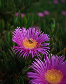Close-up of a bee pollinating a bright purple flower.