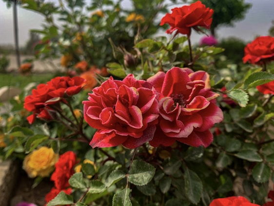 A vibrant bouquet of assorted roses in a sunny garden setting.