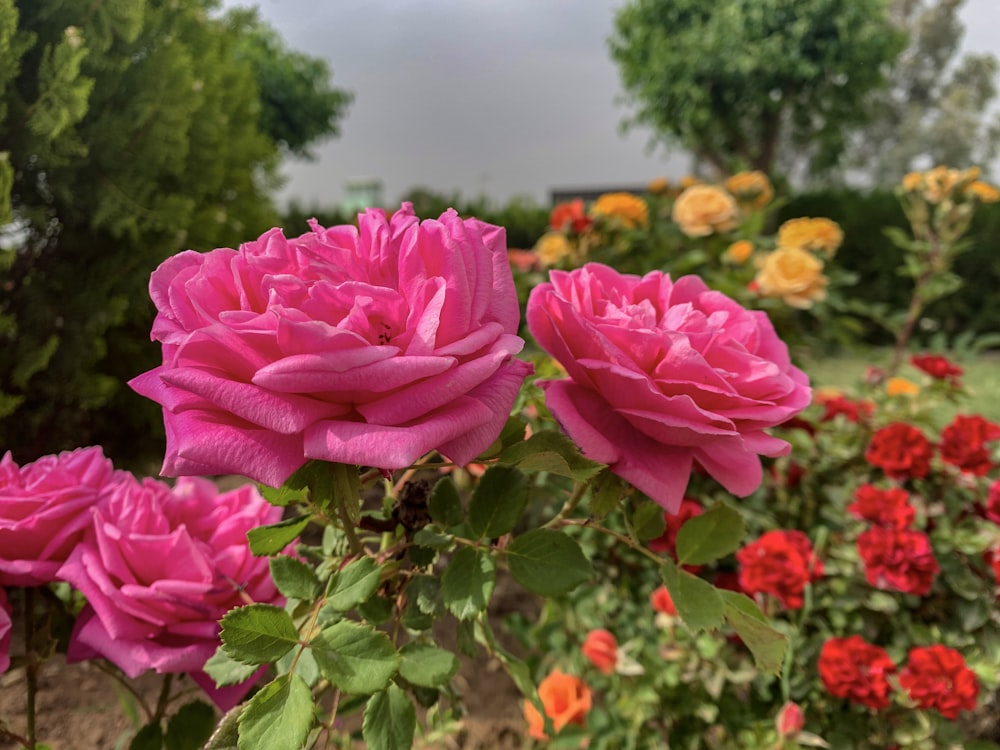 Garden Roses Pictures | Download Free Images on Unsplash
