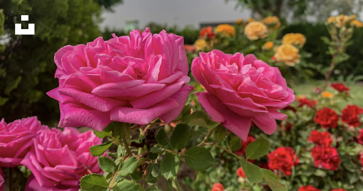 Foto Rosa rosada en flor durante el día – Imagen Rosa gratis en Unsplash