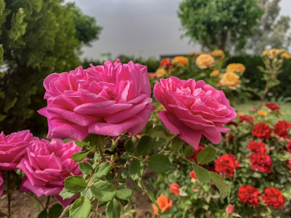 pink rose in bloom during daytime