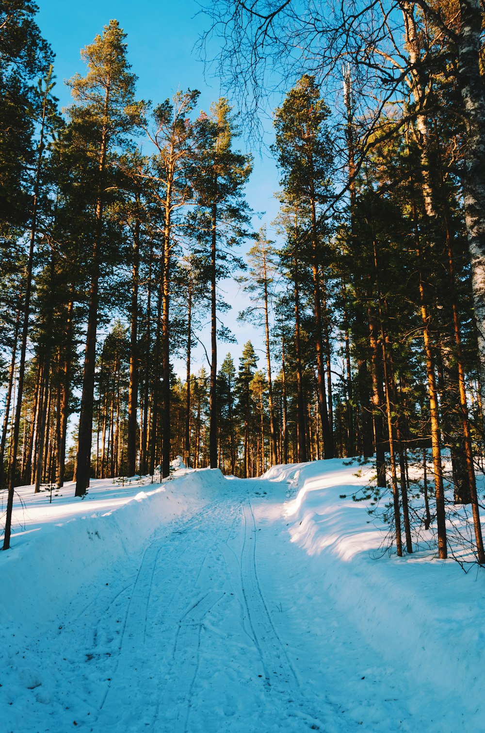 snow covered field and trees during daytime