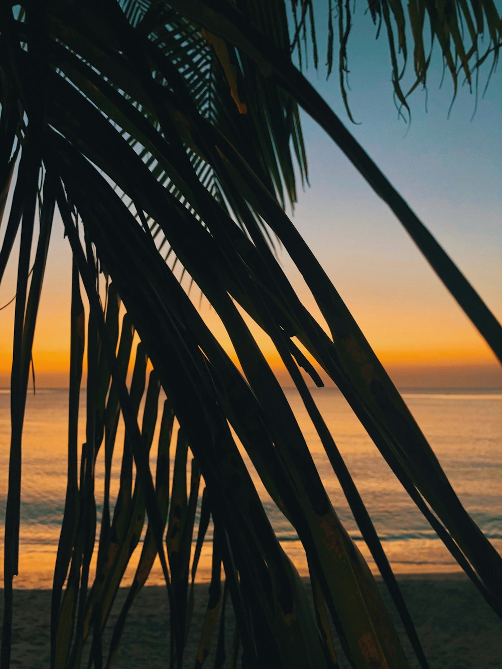 palm tree near body of water during sunset