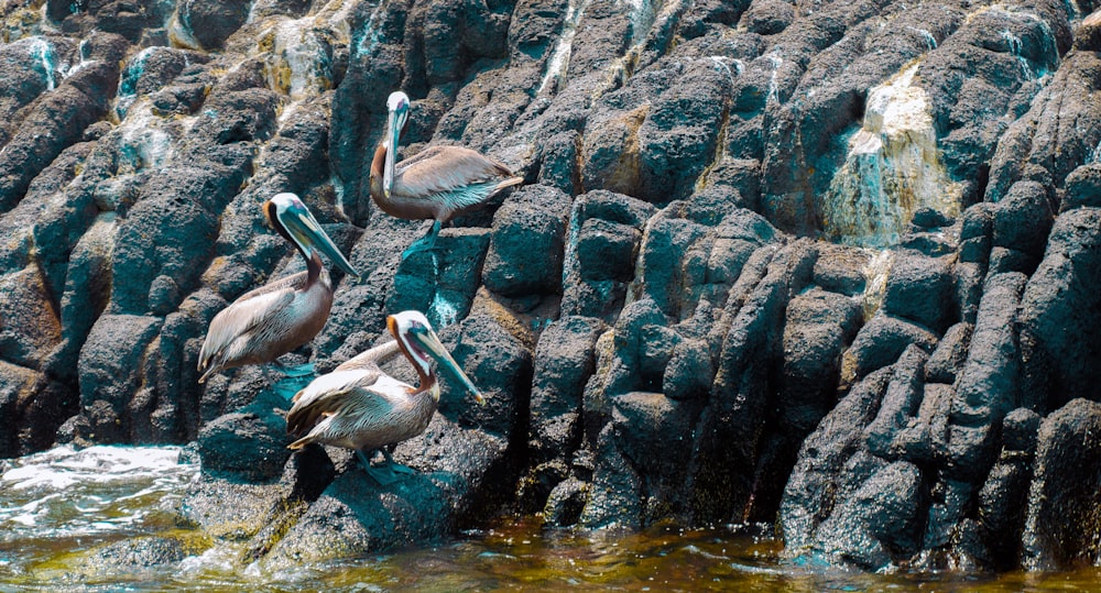 Pélican blanc sur plan d’eau pendant la journée