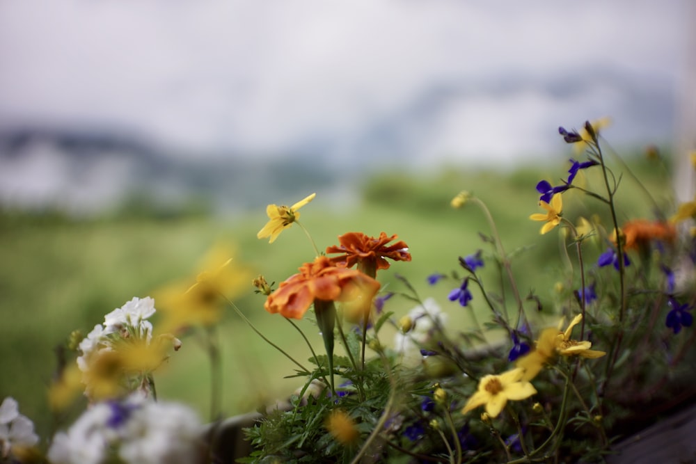 orange flower on green grass during daytime