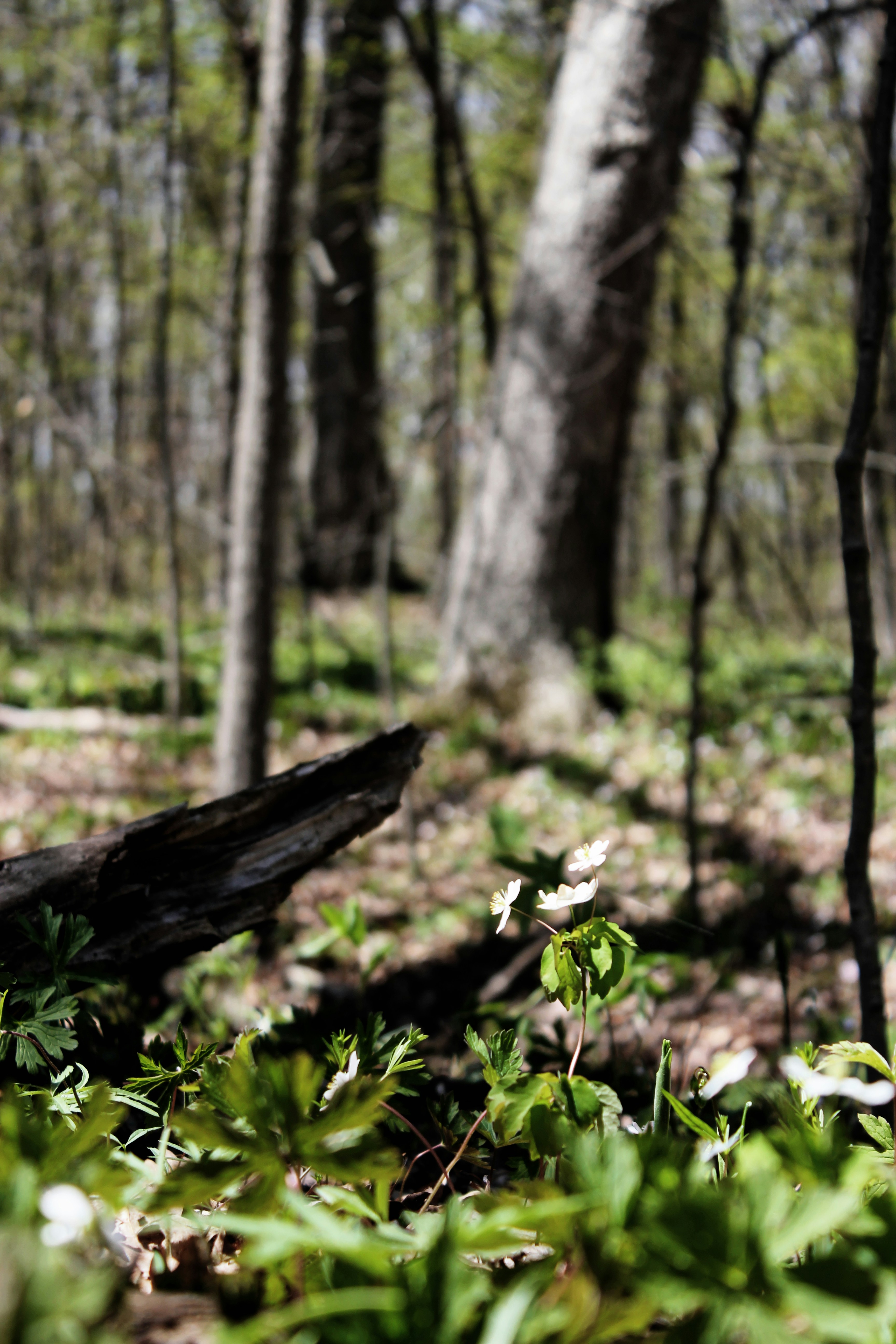 Photo by mrgreatheart