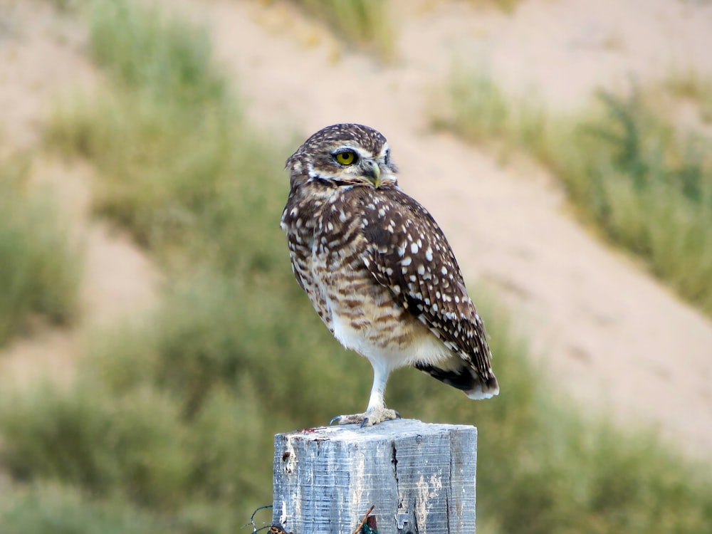 brown and white owl on brown wooden fence during daytime