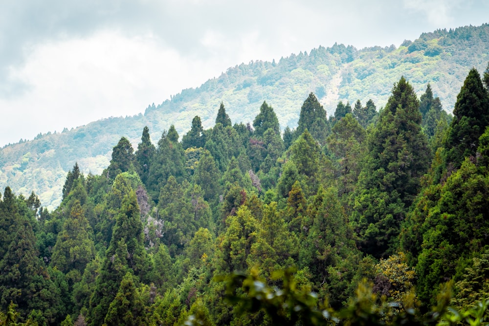 green trees under white clouds during daytime