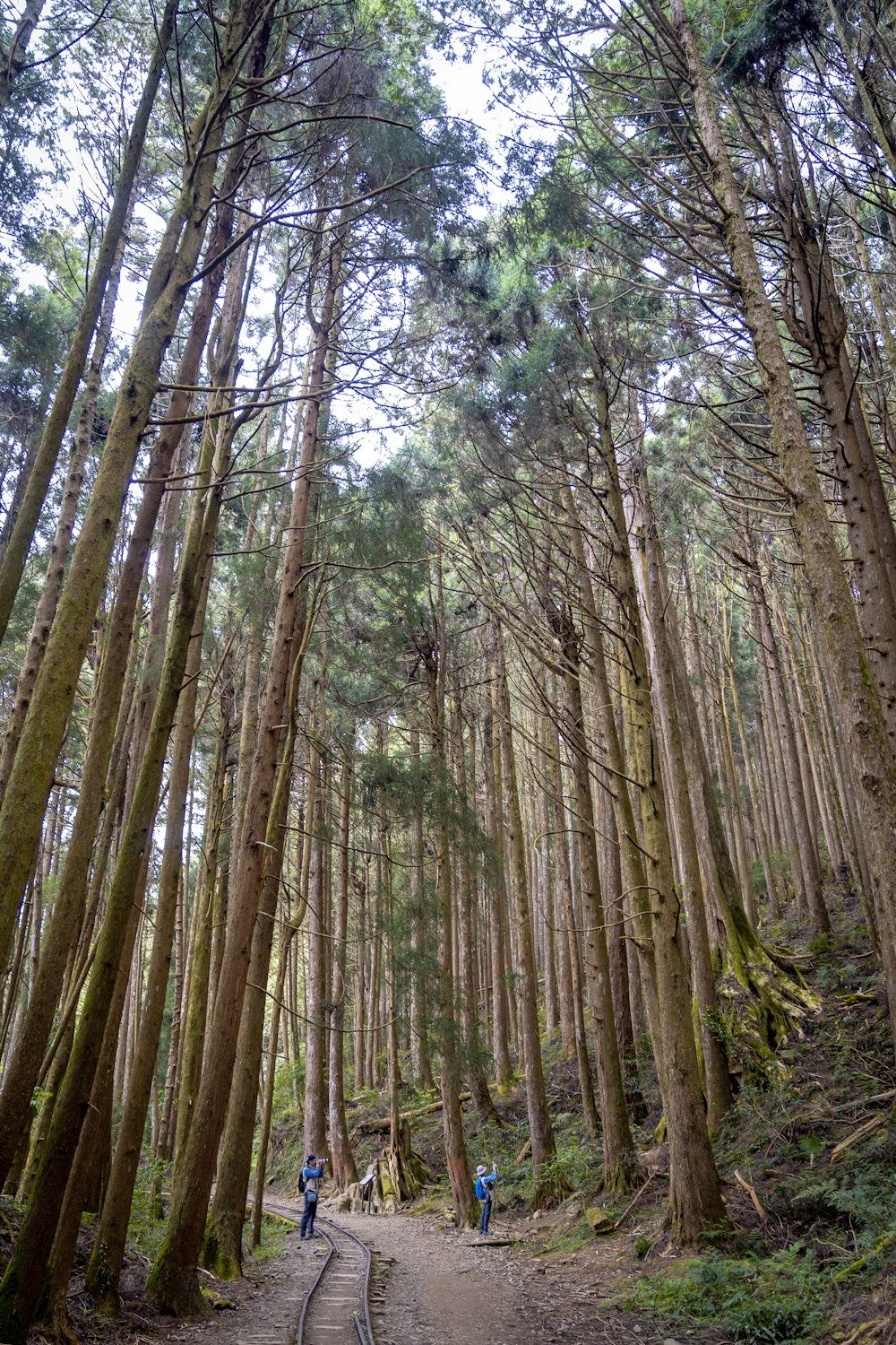 green and brown trees during daytime