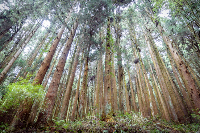 Luxury Alishan Itinerary: 3 Days of Premium Mountain Travel