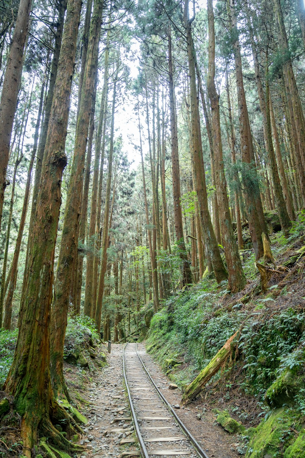 pathway between tall trees during daytime