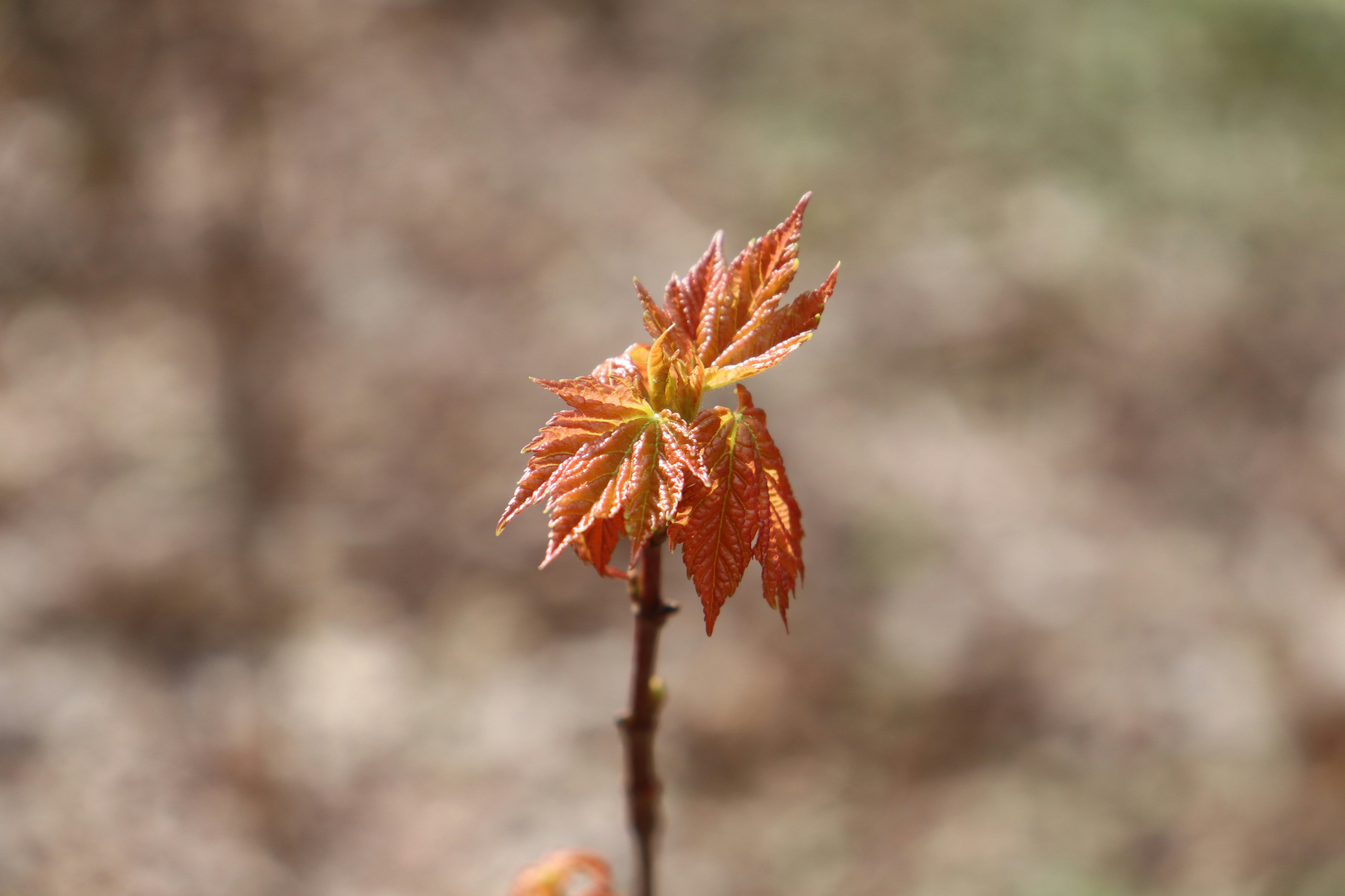 Authentic Chandan Plant