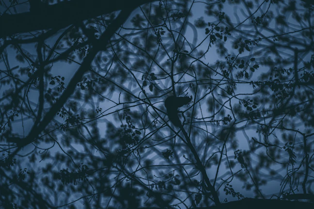 Symbolic interpretation of biodiversity with intertwined animal silhouettes and foliage.