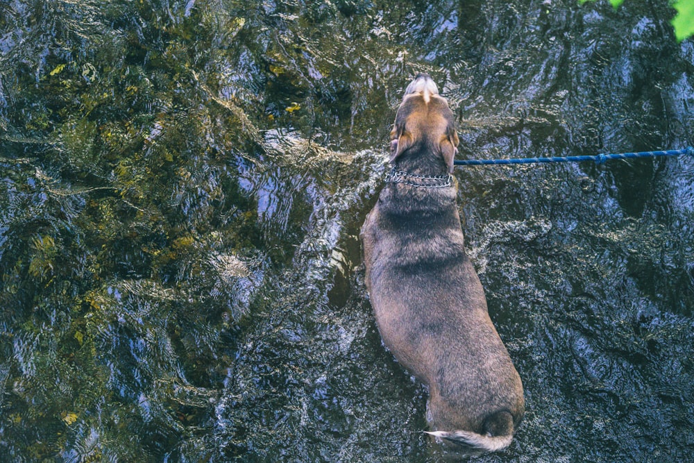 brown and black short coated dog on water