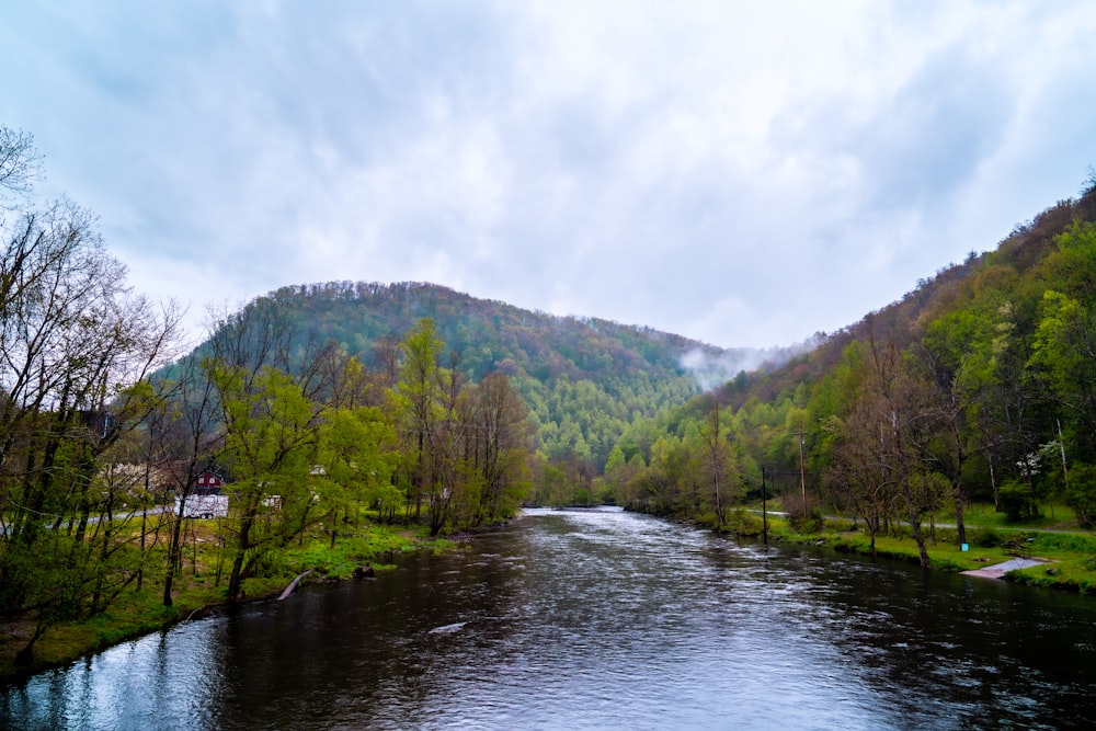 green trees beside river under cloudy sky during daytime