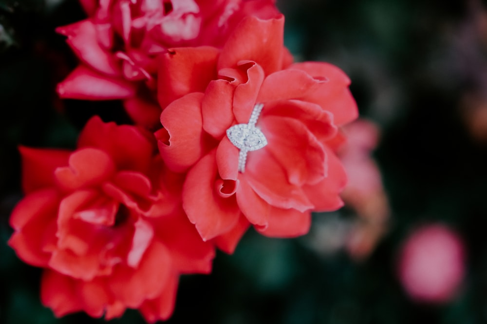 pink flower in tilt shift lens