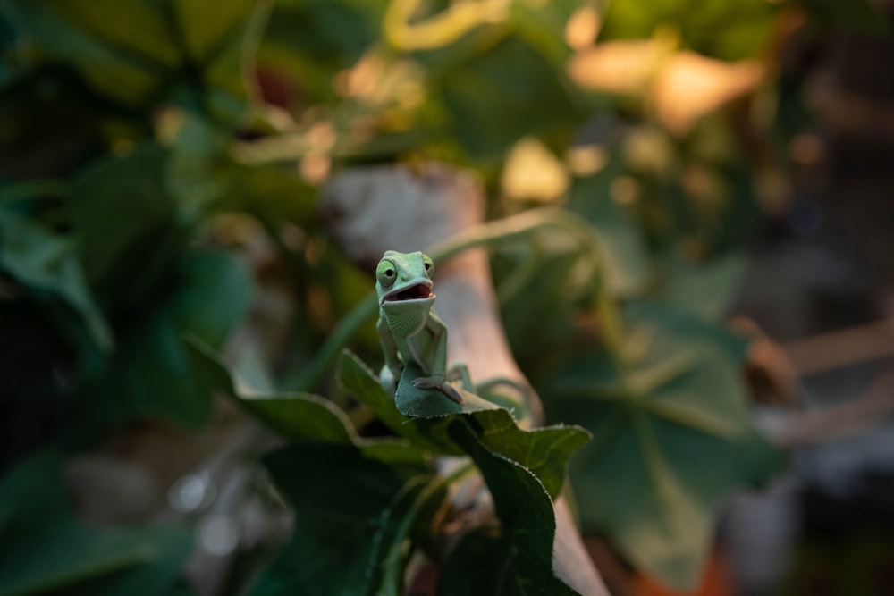 green frog on green plant