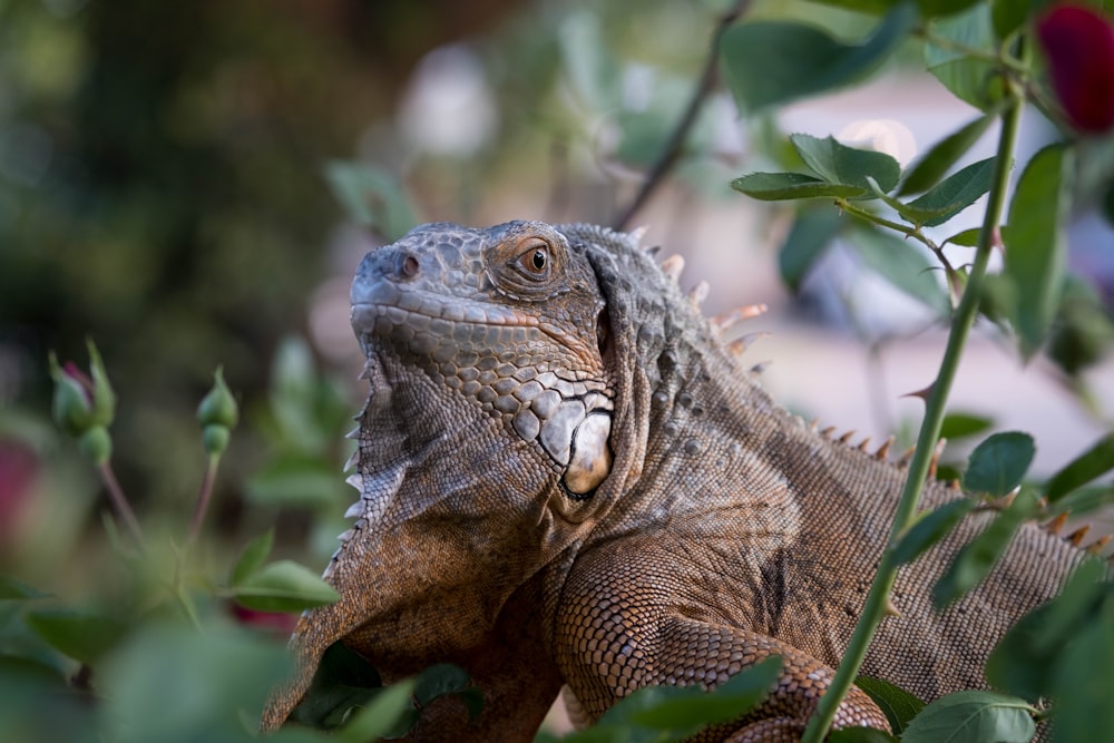 brown and gray bearded dragon