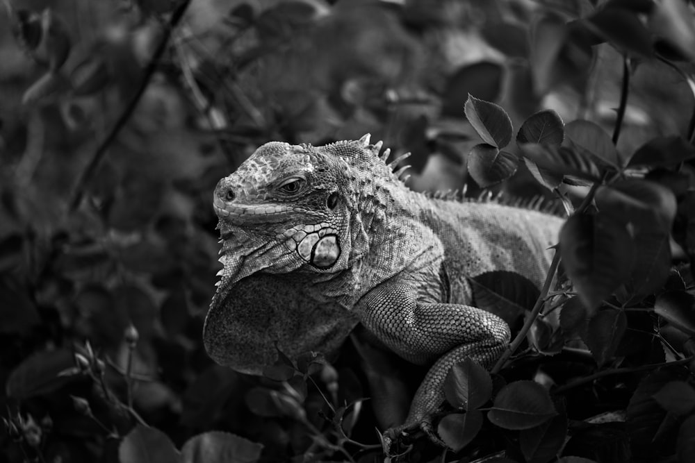 grayscale photo of a bearded dragon