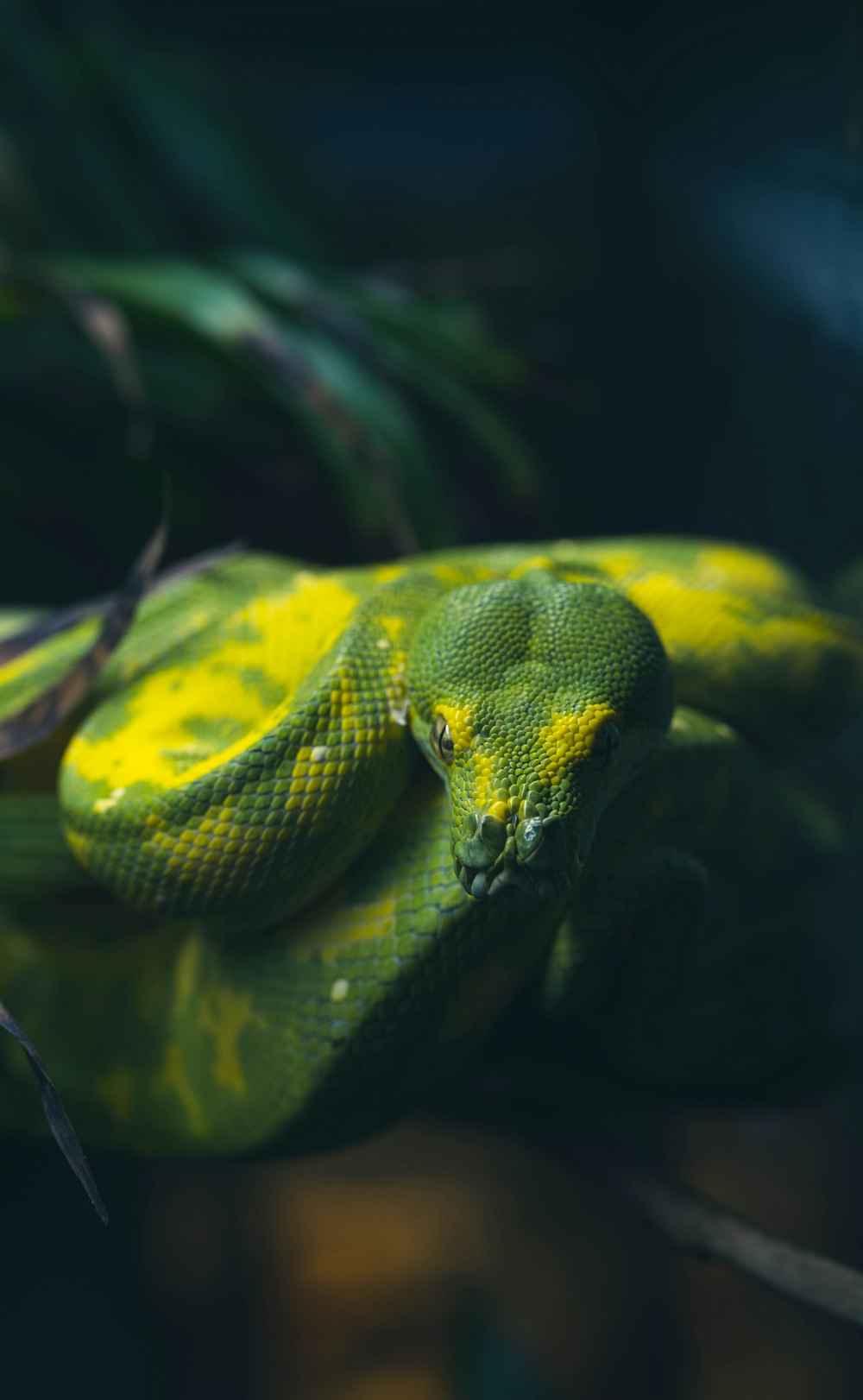 green and white snake on brown tree branch