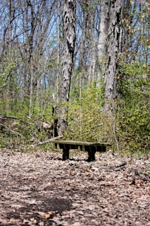 A rustic wooden bench nestled under towering pine trees, inviting rest.