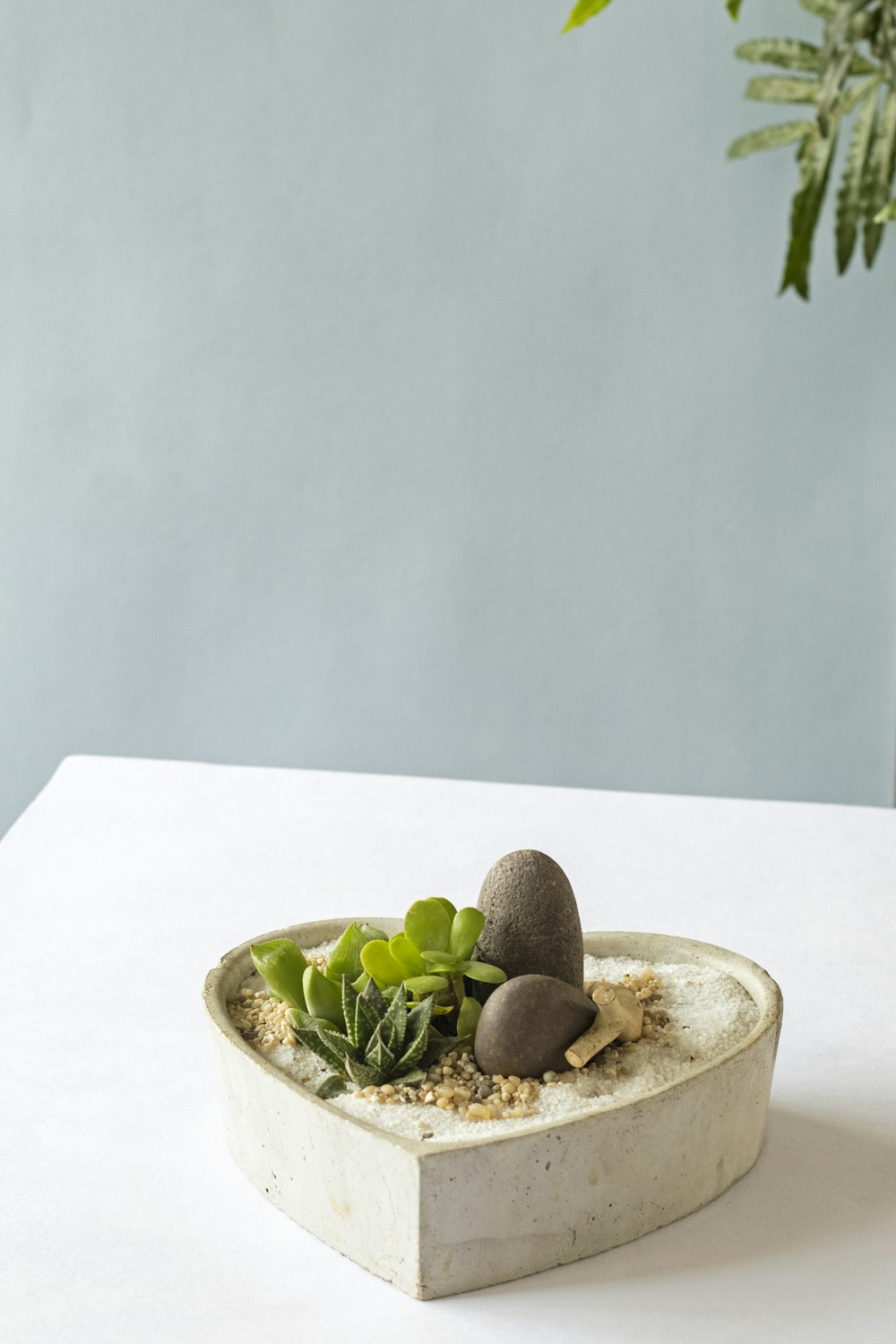 green plant on white ceramic bowl