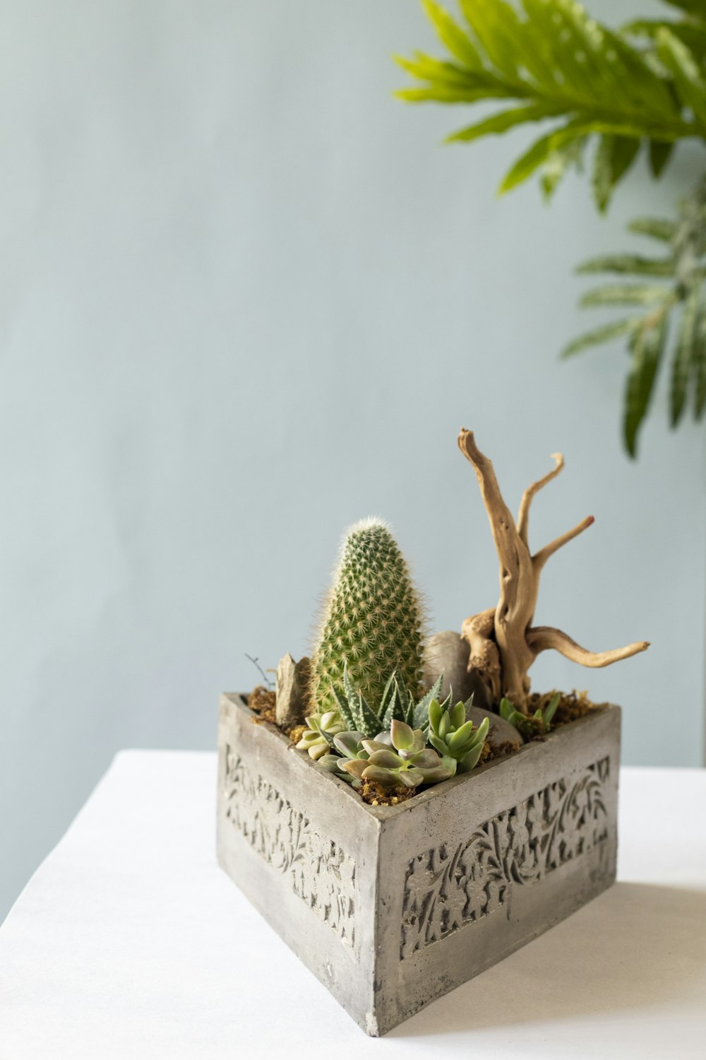 green cactus plant on gray concrete pot