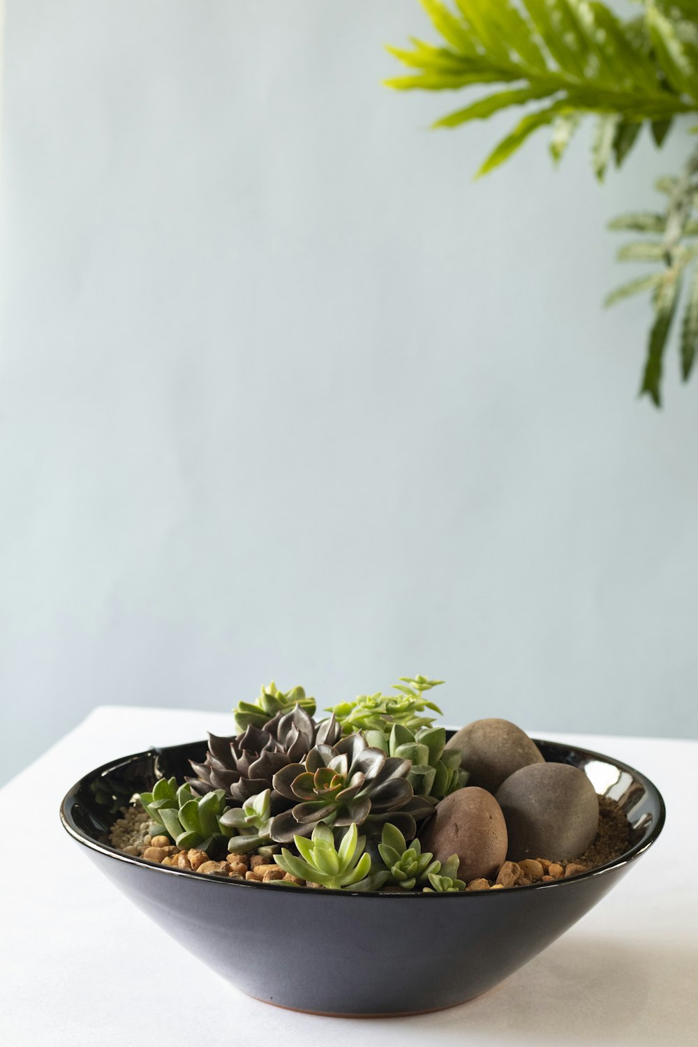 brown and black round fruits on white ceramic plate