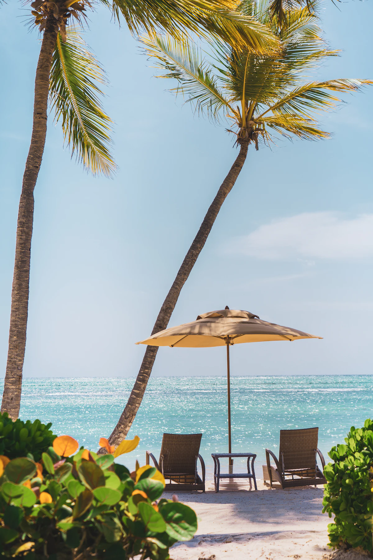 A single beach umbrella between leaning palm trunks