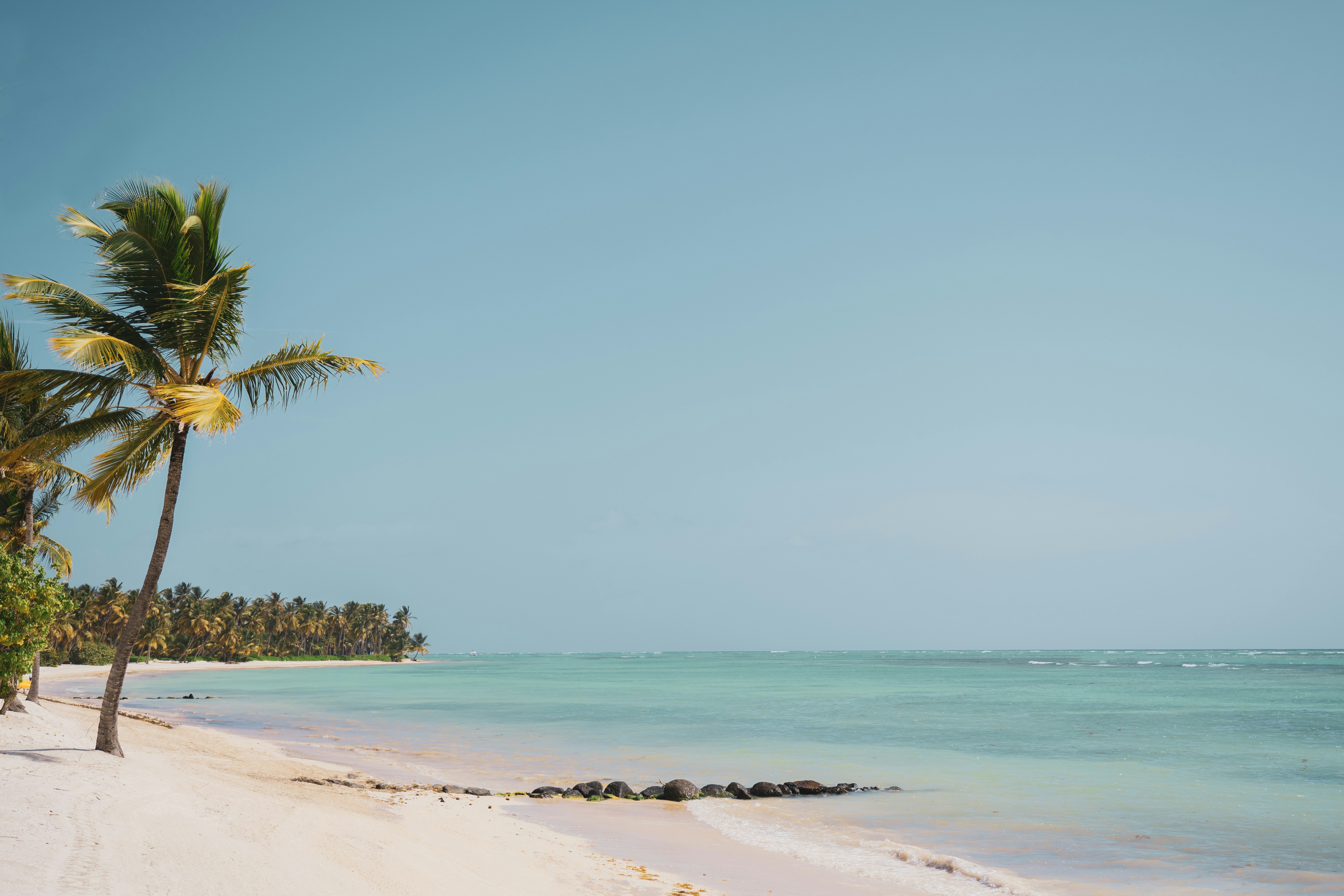 green palm trees on beach during daytime, 