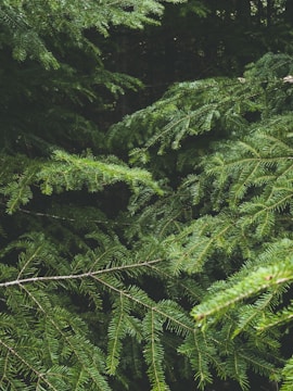 green fern plant during daytime