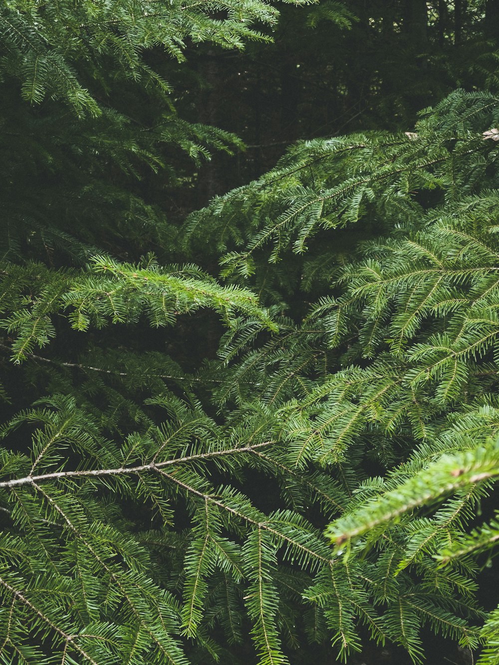 green fern plant during daytime