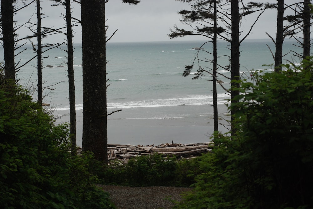 a view of a beach through some trees