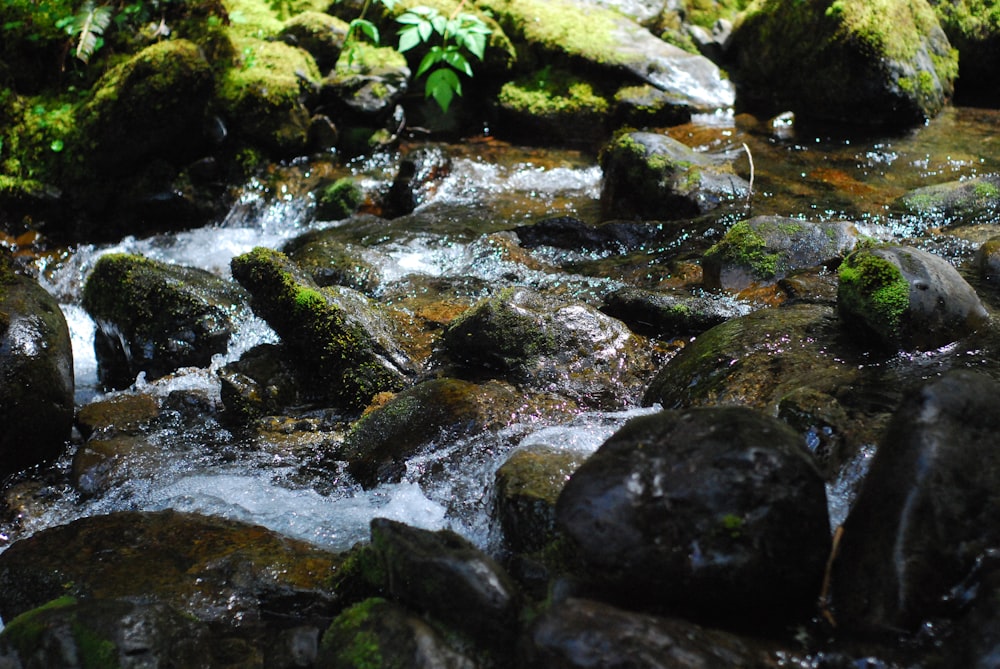 a close up of a stream of water surrounded by rocks