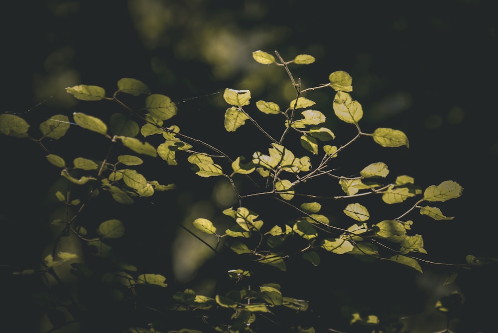 feuilles jaunes dans la lentille à bascule