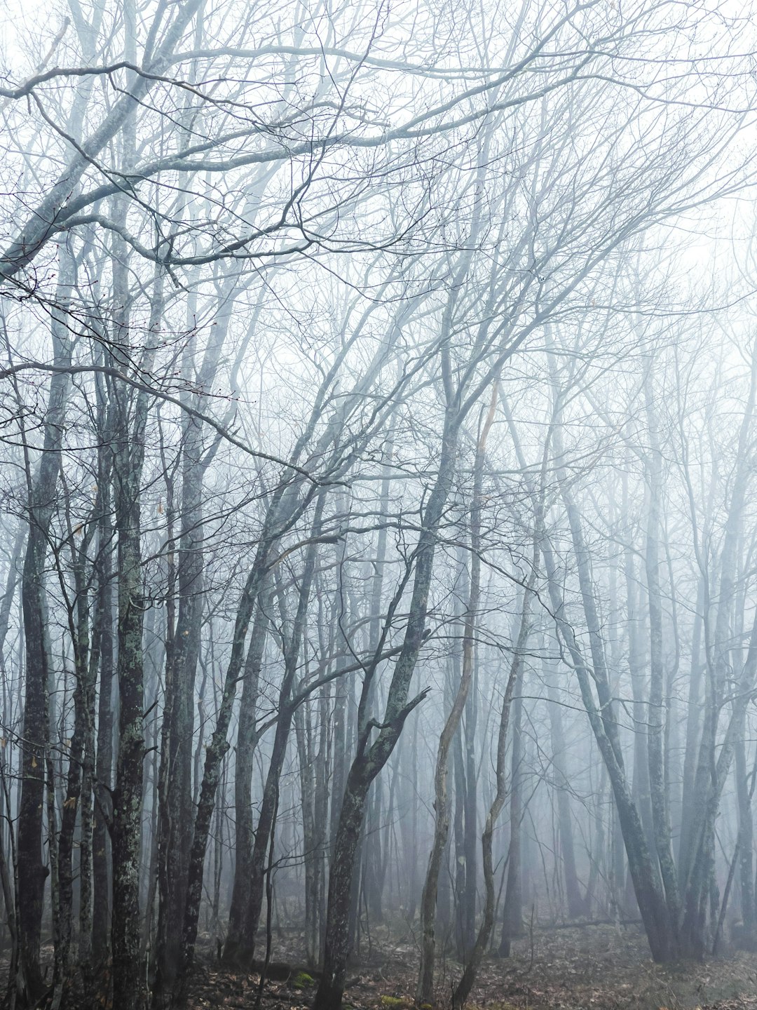 leafless trees on snow covered ground