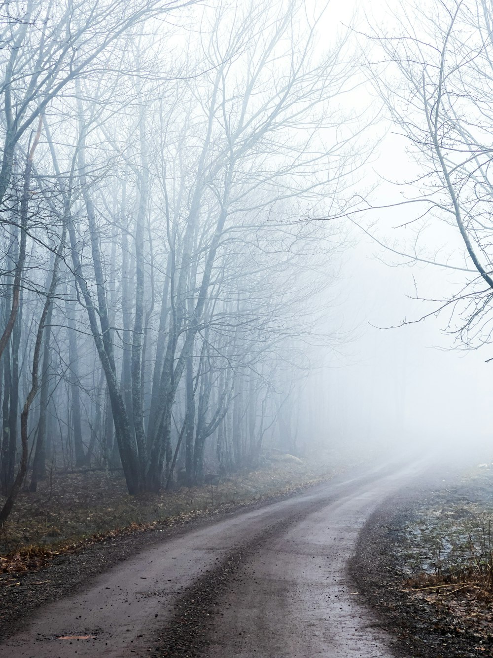 gray road between bare trees