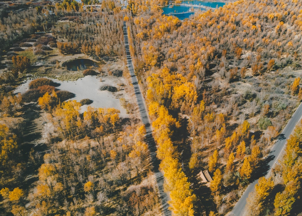 aerial view of green trees and river